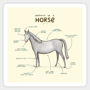 Anatomy of a Horse Sticker